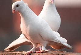 Mimpi Dapat Burung Merpati Pertanda Apa