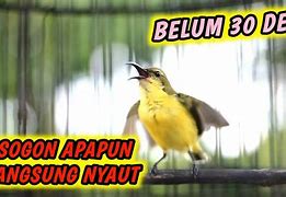 Suara Sogon Betina Gacor